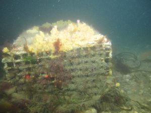 A lost or "ghost" lobster trap now serves as hard substrate for a diversity of organisms