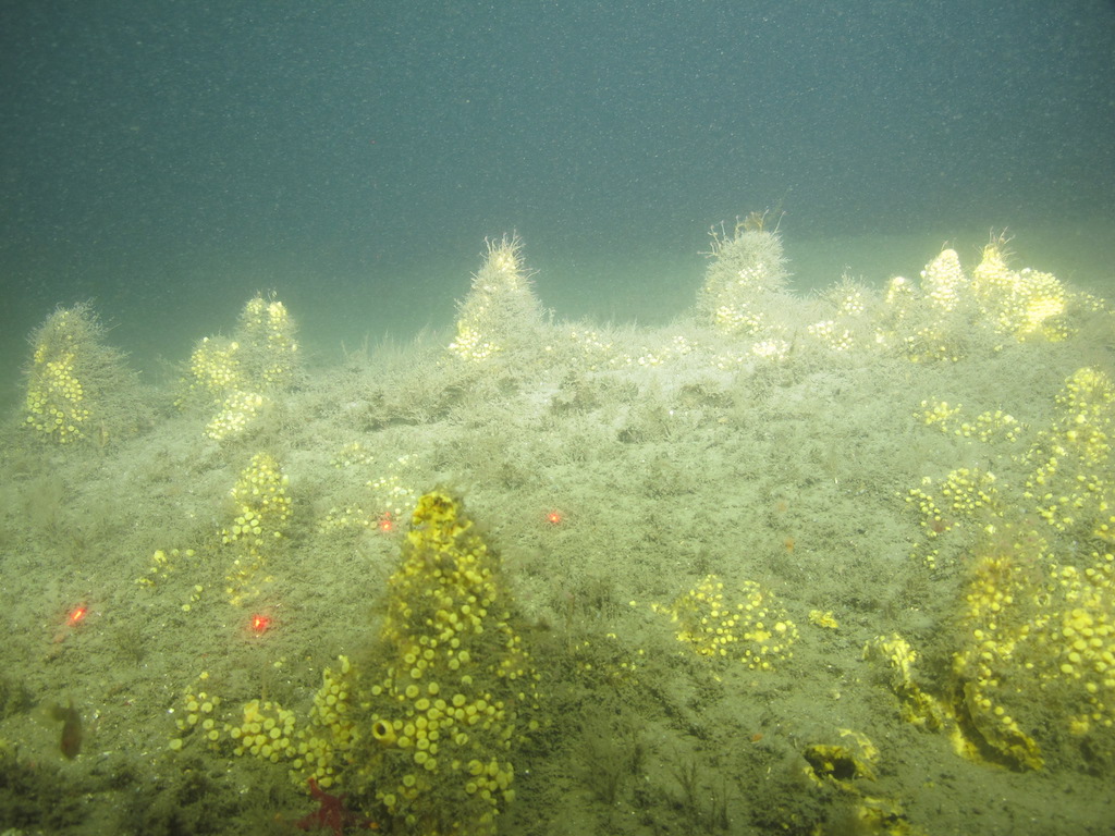 Subsea image of large Cliona sponges in their tower form