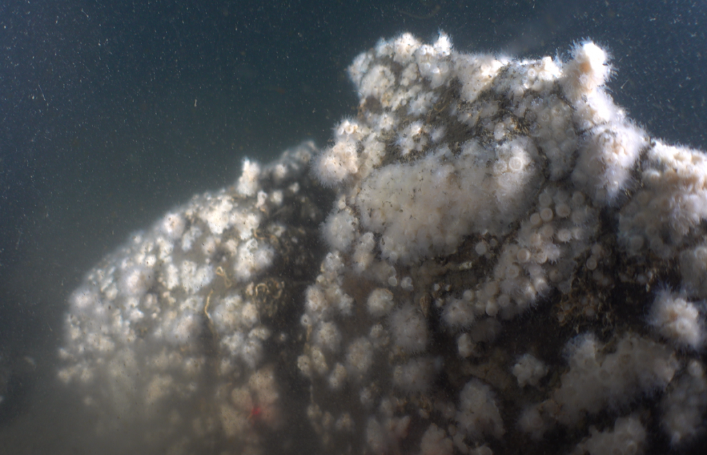 Large boulder in Long Island Sound covered with the northern star coral Astrangia poculata