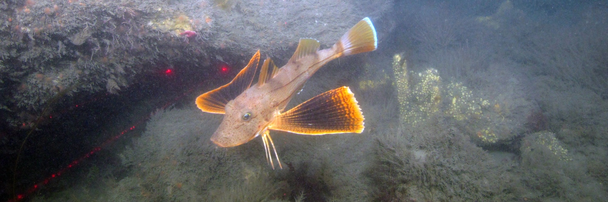 A striped sea robin swims near a large boulder in Long Island Sound